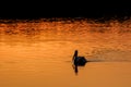 Silhouette of an American White Pelican in beautiful orange sunset