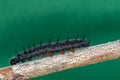 Mourning Cloak caterpillar showing prolegs grasping a branch