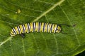 Monarch caterpillar on milkweed leaf with frass