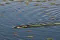 Muskrat swimming with vegetation for food and the den site