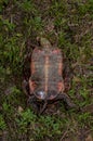 Showing plastron of Western Painted Turtle