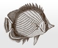 Vagabond butterflyfish, chaetodon vagabundus, an Indo-Pacific marine fish in side view