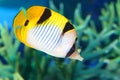 Vagabond butterflyfish