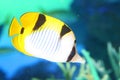 Vagabond butterflyfish Royalty Free Stock Photo