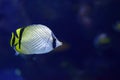 Vagabond Butterflyfish Chaetodon vagabundus Royalty Free Stock Photo