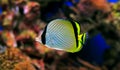 Vagabond Butterflyfish - Chaetodon Vagabundus