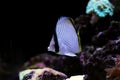 Vagabond Butterflyfish - Chaetodon vagabundus Royalty Free Stock Photo