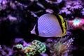 Vagabond Butterflyfish - Chaetodon vagabundus Royalty Free Stock Photo