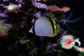 Vagabond Butterflyfish - Chaetodon vagabundus Royalty Free Stock Photo