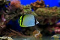 Vagabond Butterflyfish - Chaetodon vagabundus Royalty Free Stock Photo