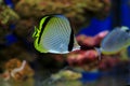 Vagabond Butterflyfish - Chaetodon vagabundus