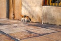 A Vagabond Cat On The Street
