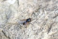 Vagabond cluster fly lands on stone Royalty Free Stock Photo