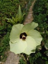 Vagetable flower OKRA