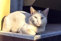 Vagrant cat looking with green eyes at the camera. Dirty an animal in the street Royalty Free Stock Photo