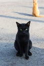 Vagrant cat on the street Royalty Free Stock Photo
