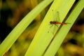 The vagrant darter male insect Royalty Free Stock Photo