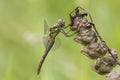 Vagrant darter Sympetrum vulgatum female Royalty Free Stock Photo