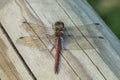 Vagrant darter (Sympetrum vulgatum) Royalty Free Stock Photo