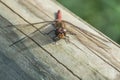 Vagrant darter (Sympetrum vulgatum) Royalty Free Stock Photo
