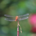 Vagrant darter on tree Royalty Free Stock Photo