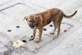 Vagrant Dog in Thailand. Royalty Free Stock Photo