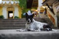 Vagrant dog lying on the floor Royalty Free Stock Photo