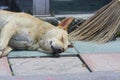 Vagrant dog sleep on the floor with a broom Royalty Free Stock Photo