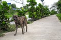 Vagrant dog on the street Royalty Free Stock Photo