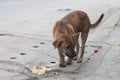 Vagrant Dog in Thailand. Royalty Free Stock Photo