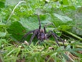 A vagrant spider genus uliodon