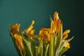 Among a vague bouquet of beautifully fading yellow tulips, the focus is on an elegant bud with flying petals.