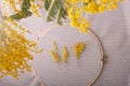 In a vague frame of a bright mimosa, a top view of a handmade hoop with linen fabric and living branches of yellow mimosa.
