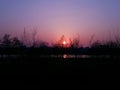 Vague tree silhouettes on beautiful violet sunset background