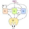 Vagus G D ECL parietal cells Acid Secretion - Gastric Function - The Gastrointestinal System Physiology vector ilustration