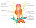 Vagus nerve