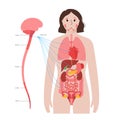 Vagus nerve diagram