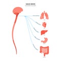 Vagus nerve diagram