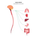 Vagus nerve diagram