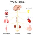 Vagus Nerve. Function of parasympathetic nervous system Royalty Free Stock Photo