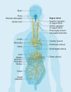 Vagus nerve labeled and human organs, medically Illustration