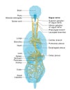 Vagus nerve labeled and human organs, medically Illustration Royalty Free Stock Photo