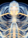 The vagus nerve Royalty Free Stock Photo