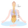 Vagus nerve, parasympathetic, meditation, woman, medically illustration Royalty Free Stock Photo