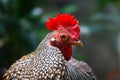 Vain rooster Royalty Free Stock Photo