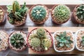 Vaious types of cactus Royalty Free Stock Photo