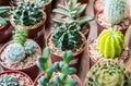 Vaious types of cactus Royalty Free Stock Photo