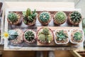 Vaious types of cactus Royalty Free Stock Photo
