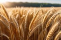 Sikh New Year, Shavuot jewish, bouquet of wheat, ears of wheat, rye field, sunset light Royalty Free Stock Photo