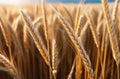 Sikh New Year, Shavuot jewish, bouquet of wheat, rye and cereals, ears of wheat, wheat field, sunny day Royalty Free Stock Photo